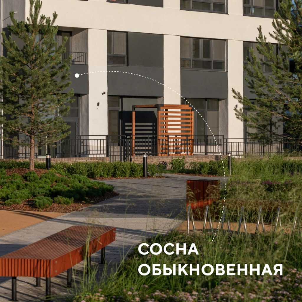 Сосна обыкновенная.jpg