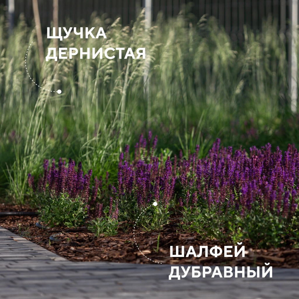 Шалфей.jpg
