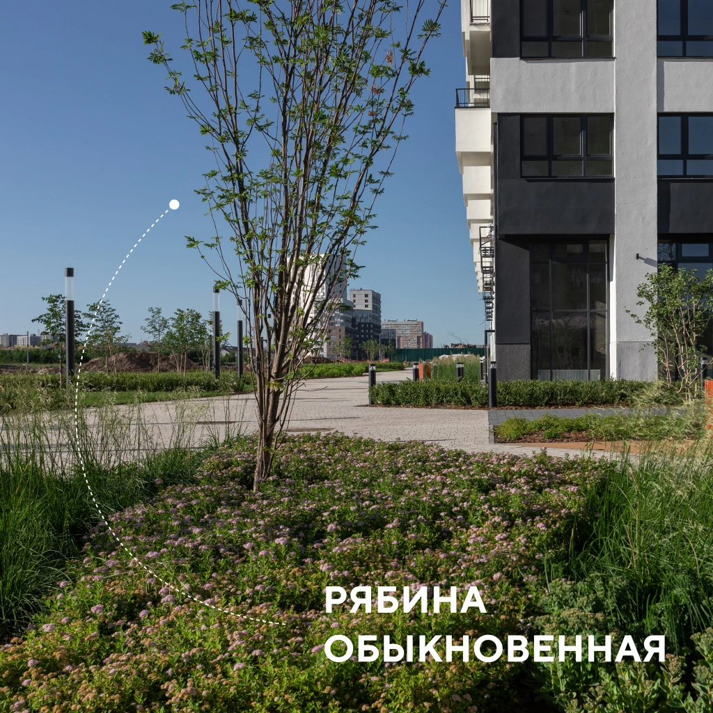 Рябина.jpg