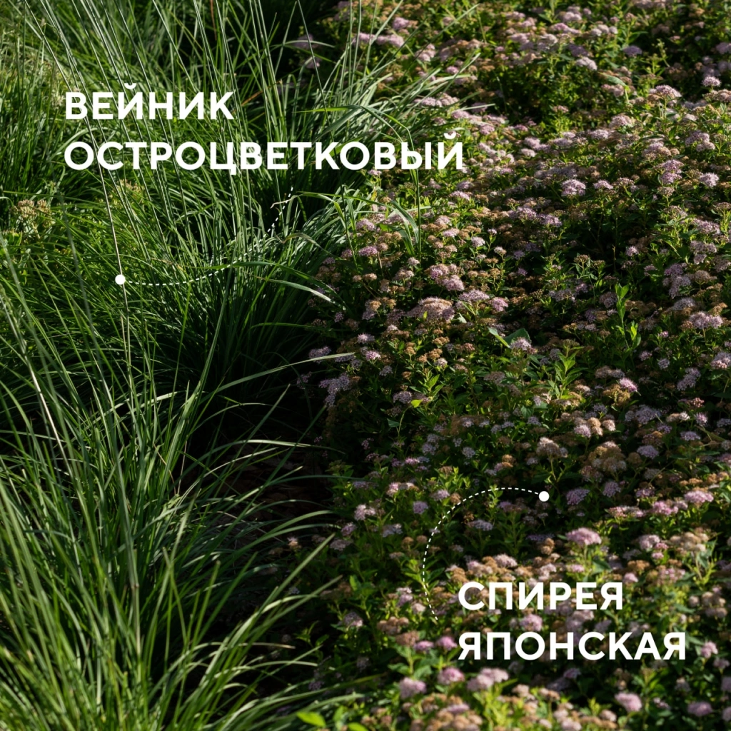 Вейник и спирея.jpg