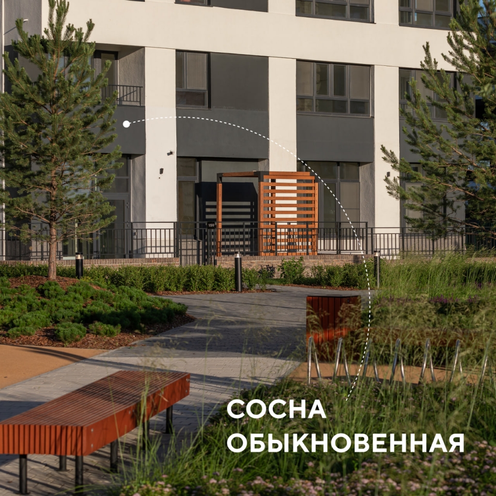 Сосна обыкновенная.jpg Сосна обыкновенная.jpg