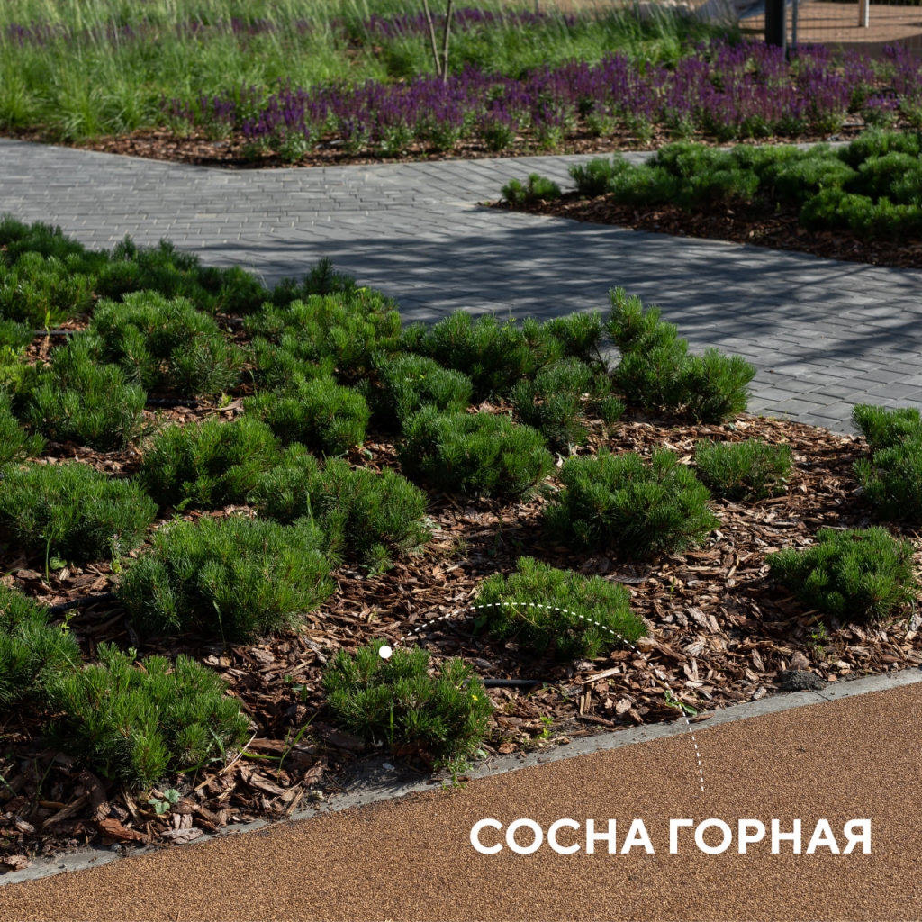 Сосна горная.jpg Сосна горная.jpg