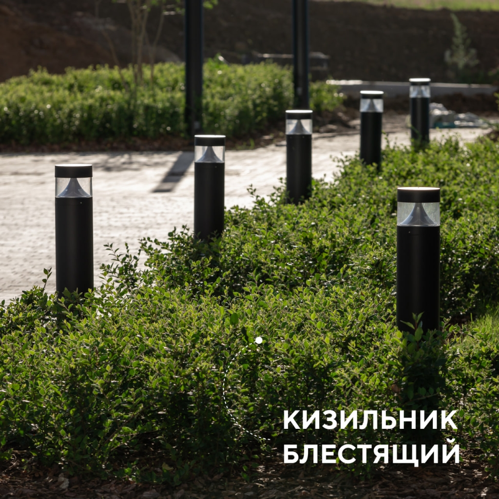 Кизильник Кизильник.jpg