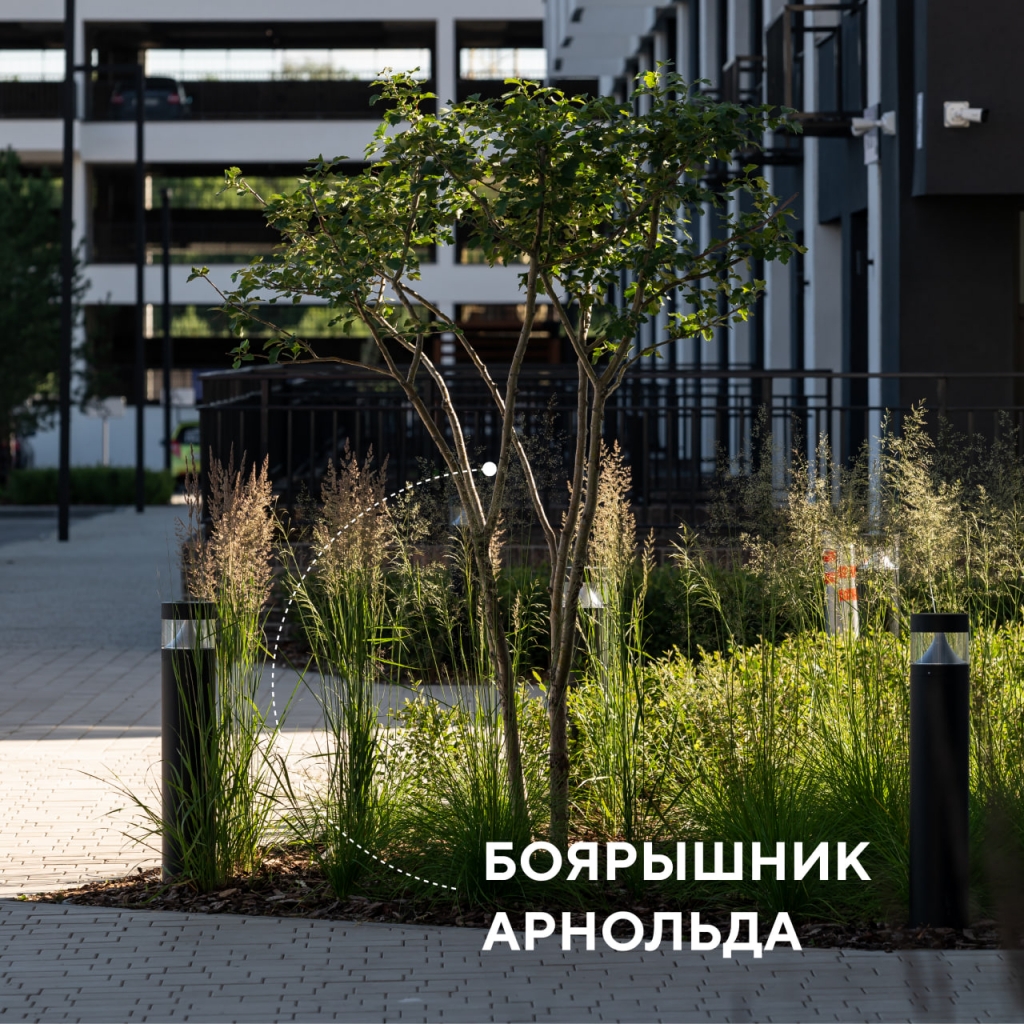 Боярышник Боярышник.jpg