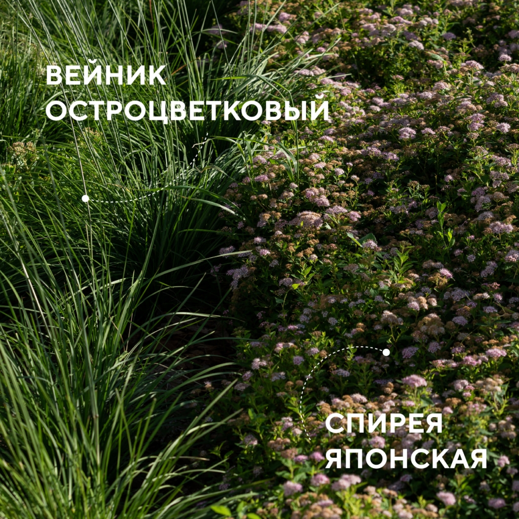 Вейник и спирея.jpg Вейник и спирея.jpg