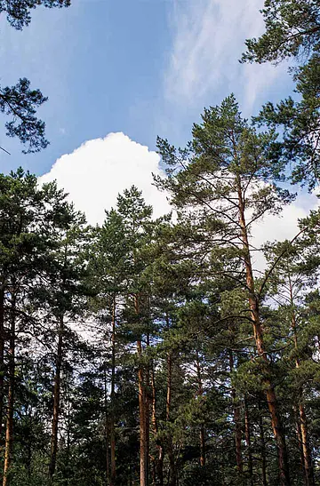 Развлечения и парки